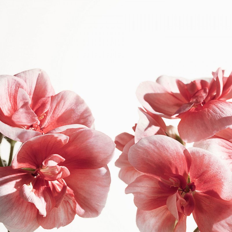 Burberry compatible - My Burberry compatible Blush EDP - 30 ml