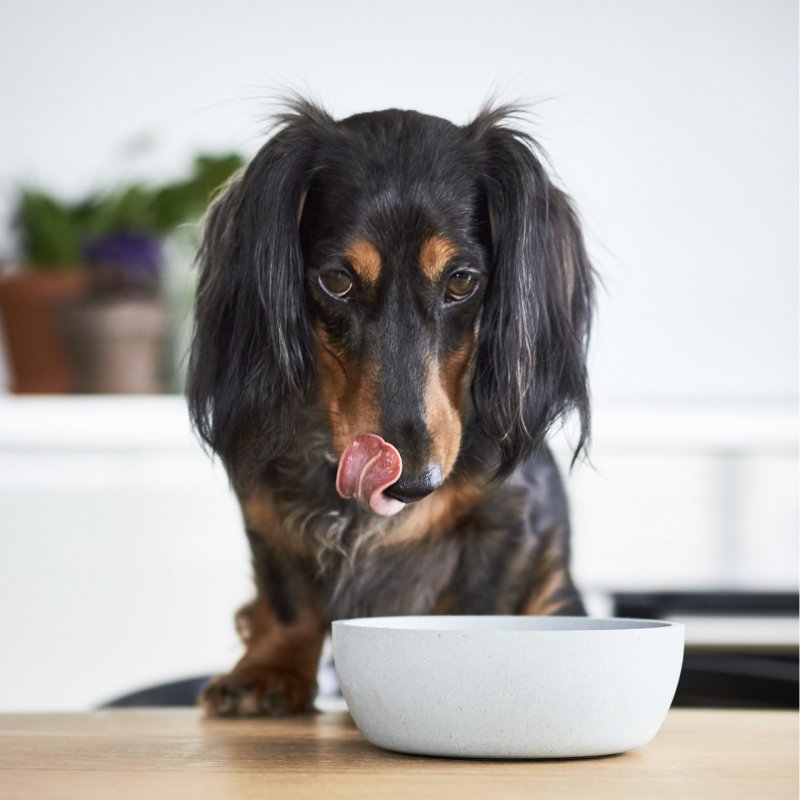 District 70 - BAMBOO Dog Bowl Medium Ice Blue - (871720261400)