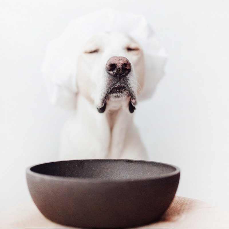 District70 -  BAMBOO Dog Bowl Large Dark Grey - (871720261397)