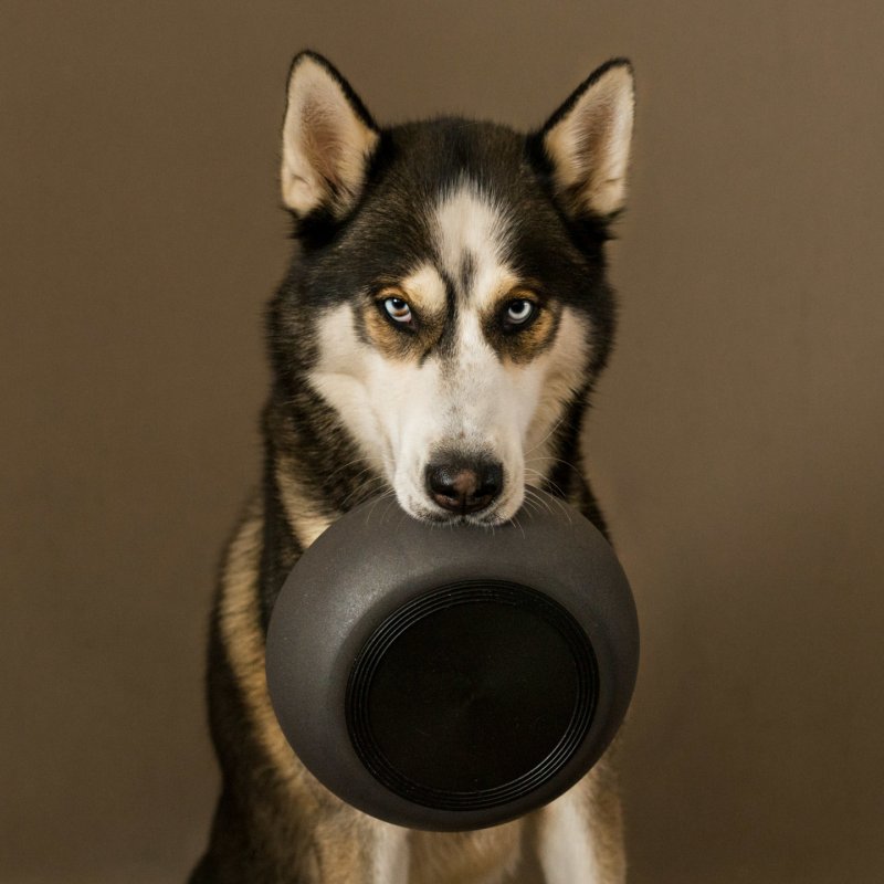 District70 -  BAMBOO Dog Bowl Large Dark Grey - (871720261397)