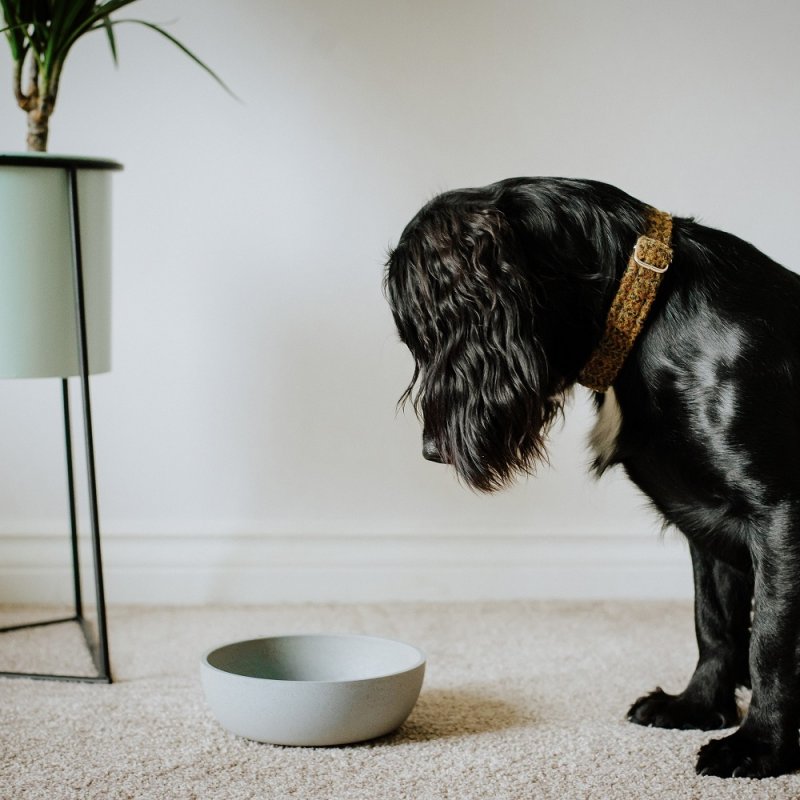 District 70 5349 dog/cat bowl Pet feeding bowl