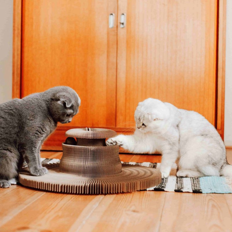 District 70 6562 coussin pour chiens et chats Tapis pour animaux de compagnie