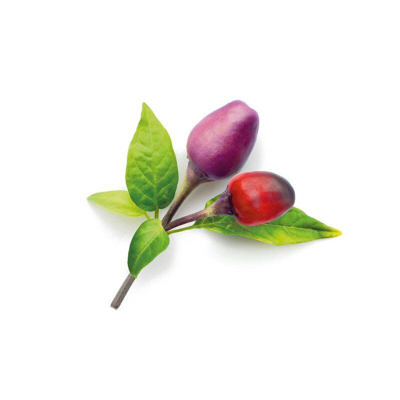 Click and Grow -  Smart Garden Refill 3-pack - Purple Chili Pepper (SG-046)