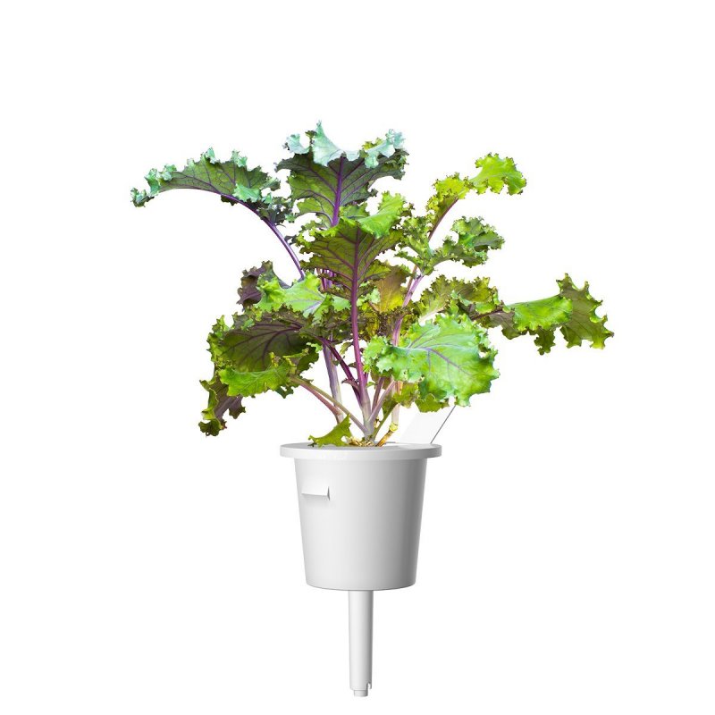 Click and Grow -  Smart Garden Refill 3-pack - Red Kale (SG-049)