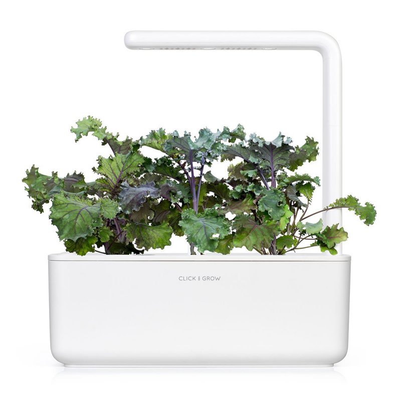 Click and Grow -  Smart Garden Refill 3-pack - Red Kale (SG-049)