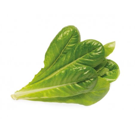 Click & Grow LAITUE ROMAINE