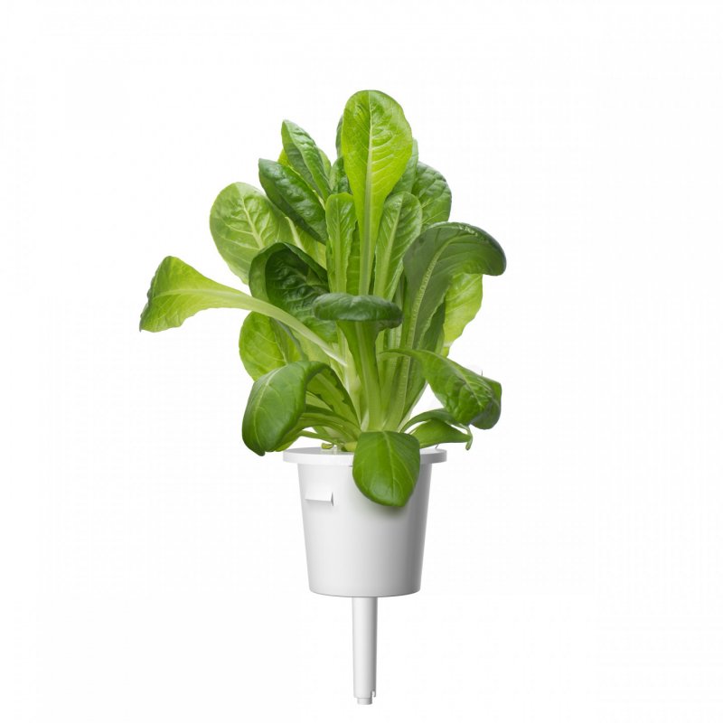 Click & Grow LAITUE ROMAINE