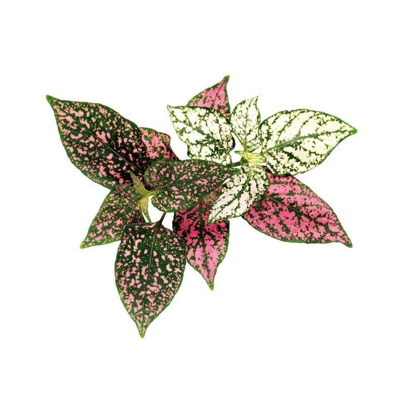 STOCK1 - Click & Grow PLANTE AUX EPHELIDES
