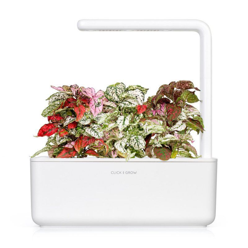 STOCK1 - Click & Grow PLANTE AUX EPHELIDES