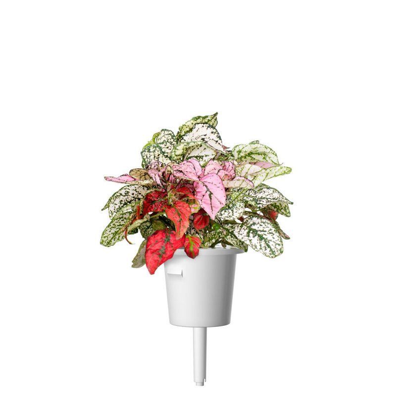 STOCK1 - Click & Grow PLANTE AUX EPHELIDES
