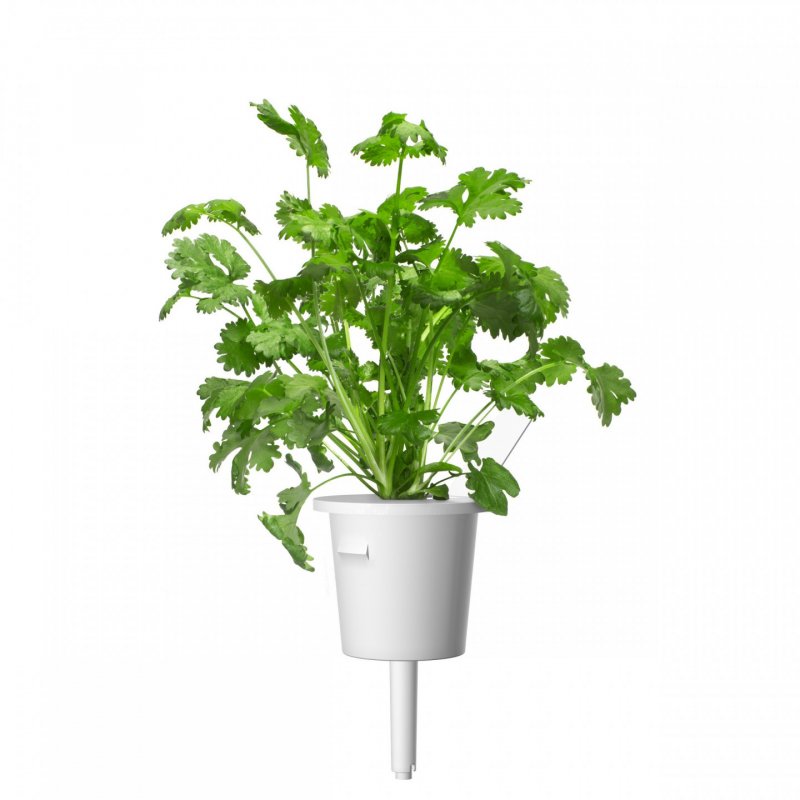 Click and Grow - Smart Garden Refill 3-pack - Cilantro/Coriander (SG-018)