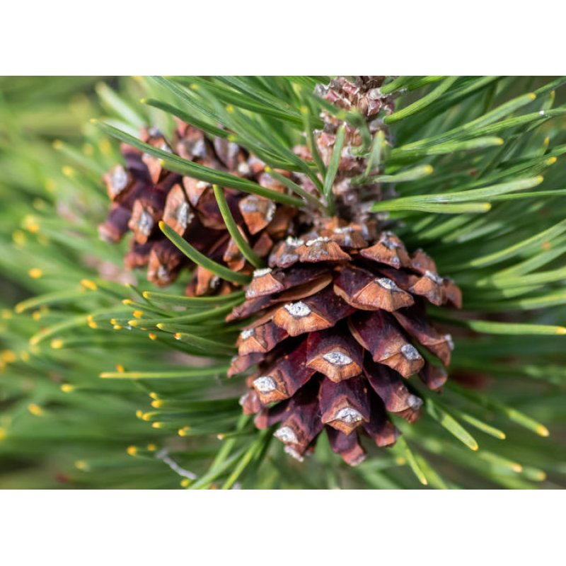 Ravensburger 22437 puzzle Jeu de puzzle 1000 pièce(s) Flore et faune