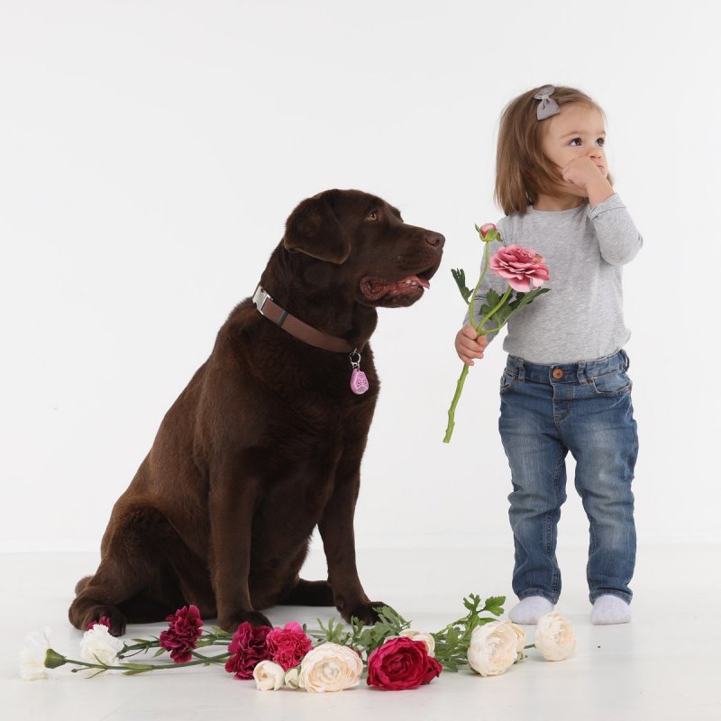 Tickless PET Chat (animal) / Chien