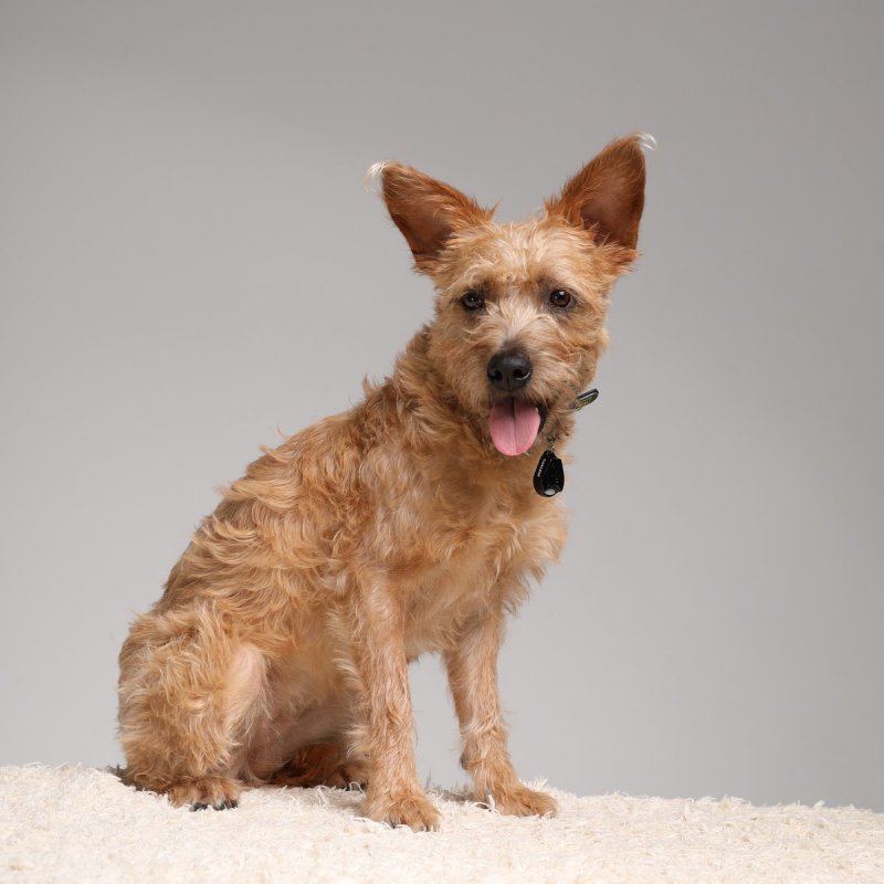 Tickless PET Chat (animal) / Chien