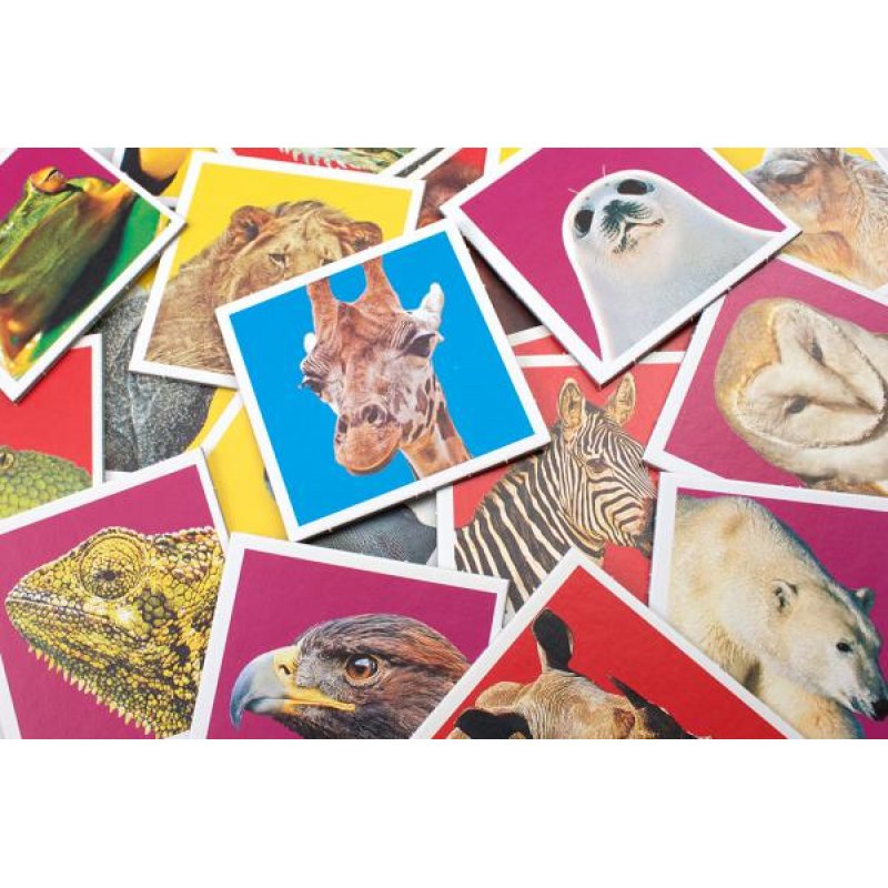 Tactic Wildlife Memo Jeu de cartes Assortiments