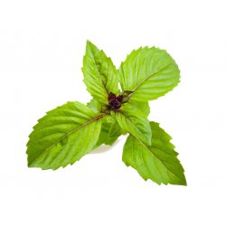 Click & Grow GOUSSES DE PLANTES À LA CANNELLE ET AU BASILIC