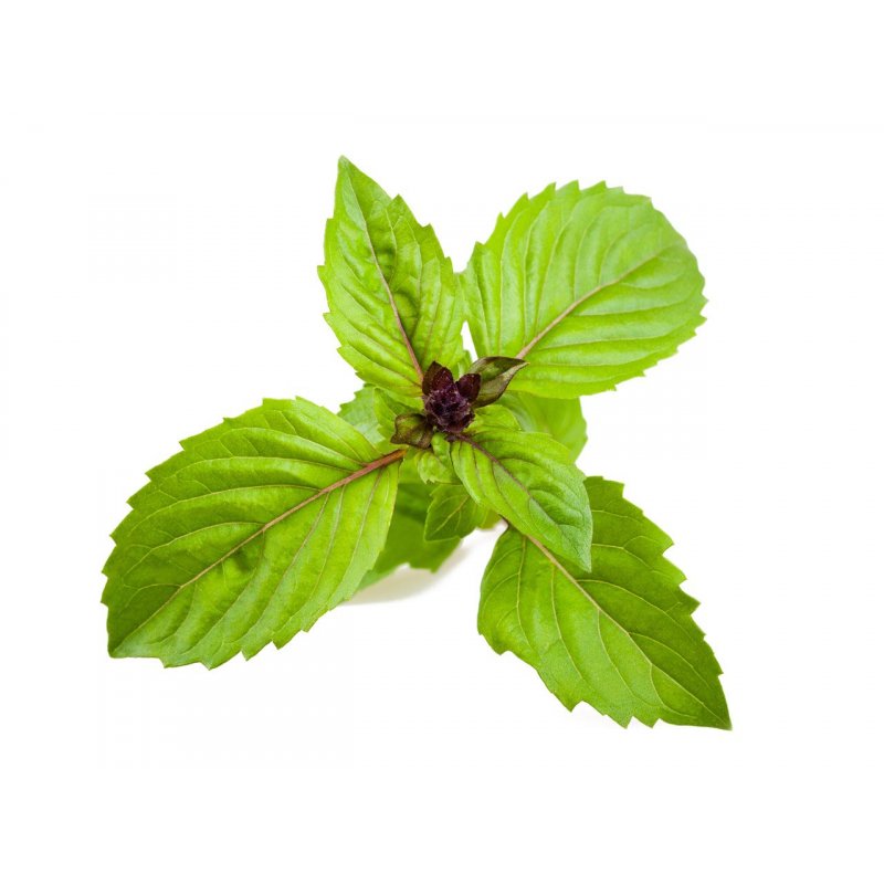 Click and Grow - Smart Garden Refill 3-pack - Cinnamon Basil (SGR71X3)