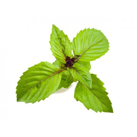 Click & Grow CINNAMON BASIL PLANT PODS