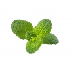 Click & Grow Cosse de Menthe pomme