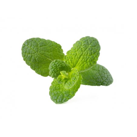 Click and Grow - Smart Garden Refill 3-pack - Apple Mint (SGR79X3)