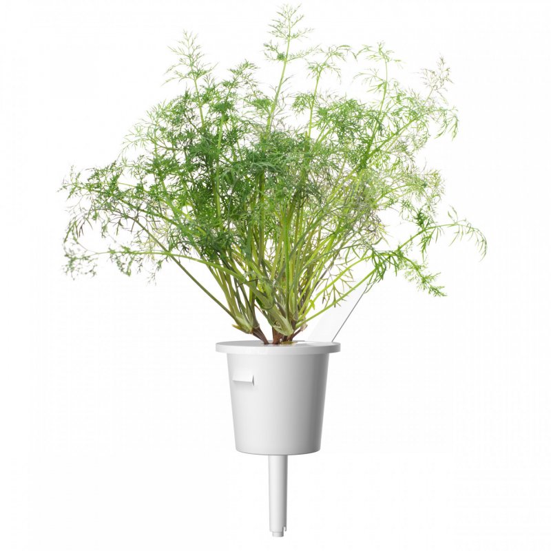 Click & Grow DILL PLANT PODS