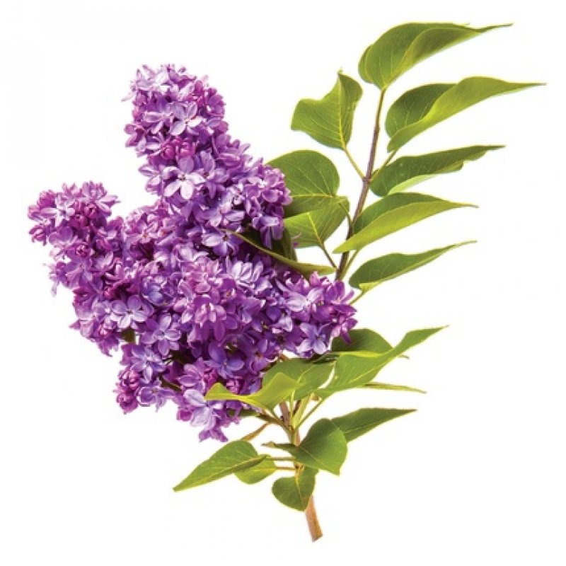 Chi volumecare - volumizing conditioner 739ml