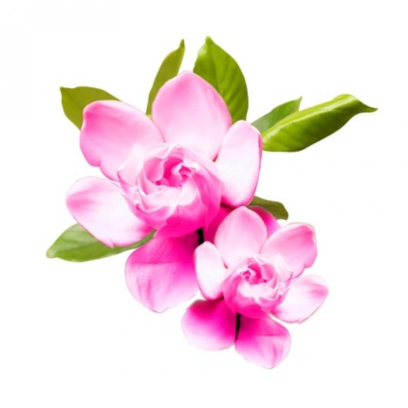 Chi colorcare - color lock shampoo 739ml