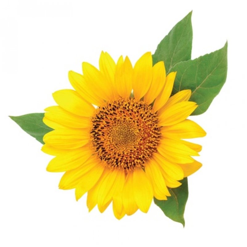 Chi shinecare - smoothing shampoo 355ml