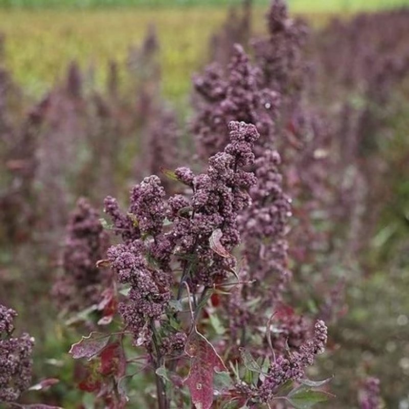 Mulato Eclat Organic Hair Mask for Colorful and Fragile Hair 190ml