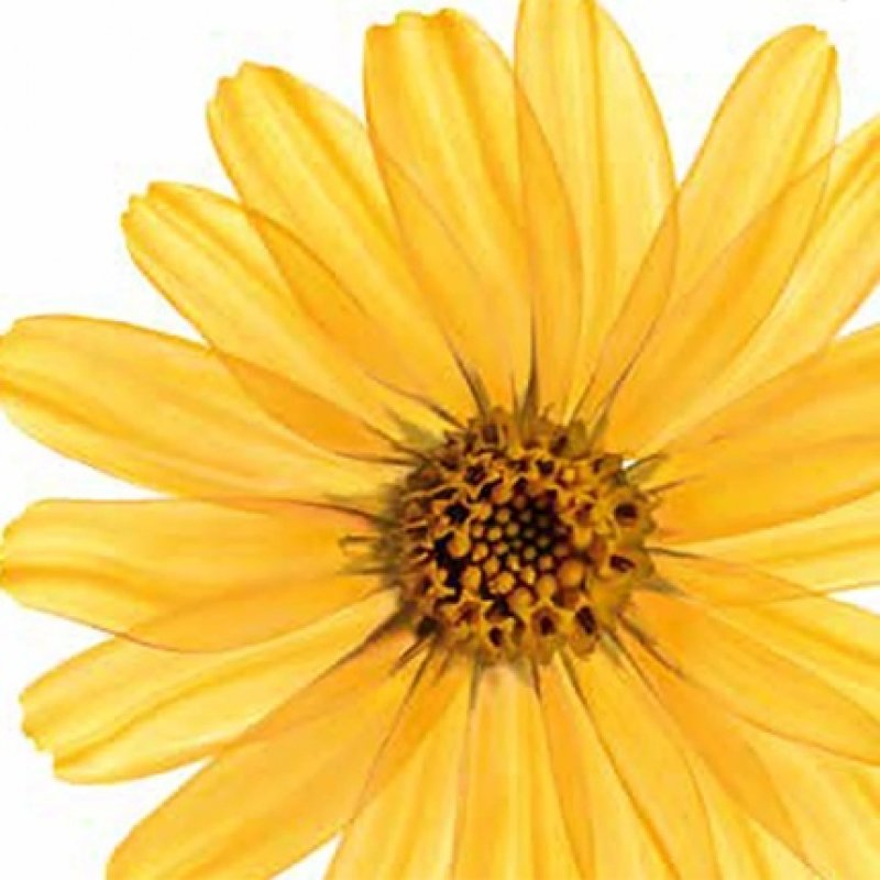 Kneipp Arnica Shower Gel