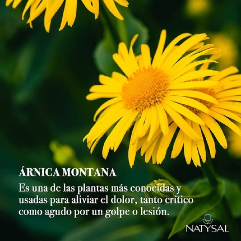 Natysal Arnica Cream 75ml Natural Herbal Massage Cream with Arnica Menthol and Camphor Soothes and Refreshes Localized