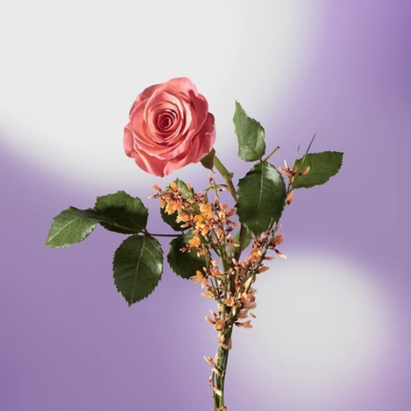 Burning Desire Orlov Collection Orlov Paris Eau de Parfum 75ml