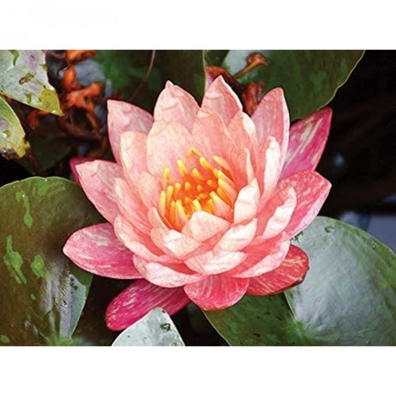 Elizabeth Arden My Fifth Avenue Body Cream 150ml