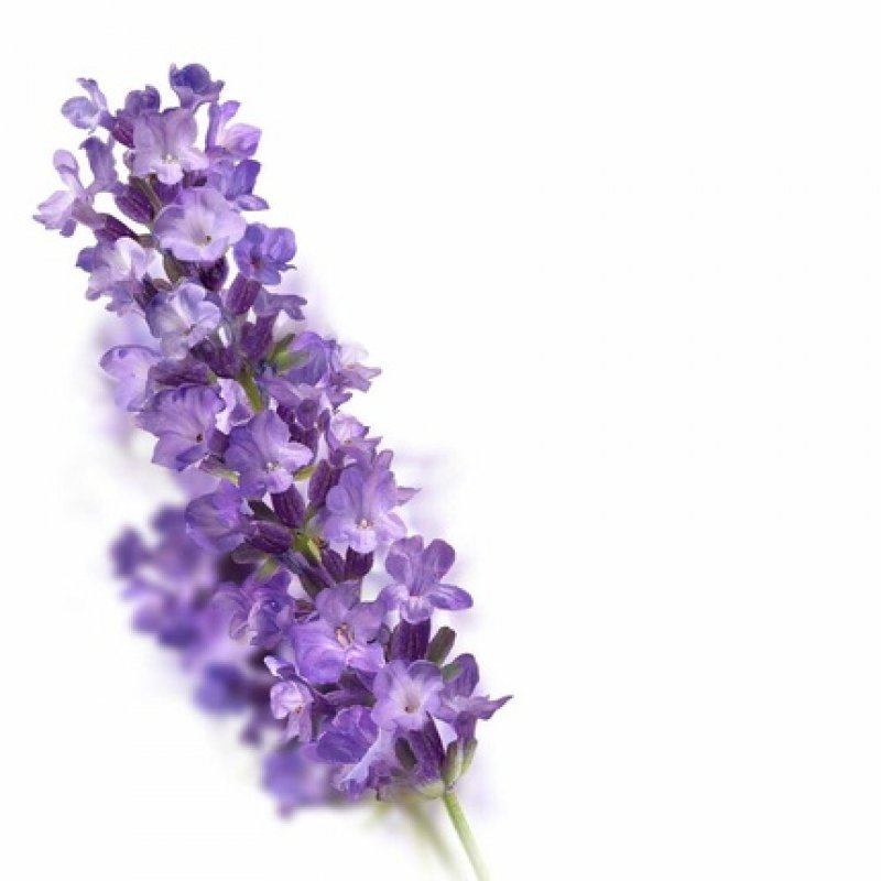 Kneipp Lavender Skin Oil 100ml