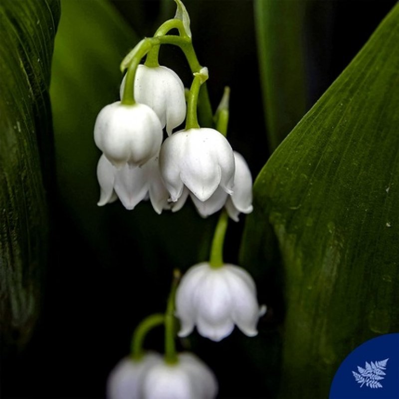 Muschio Bianco Shower Gel 250ml