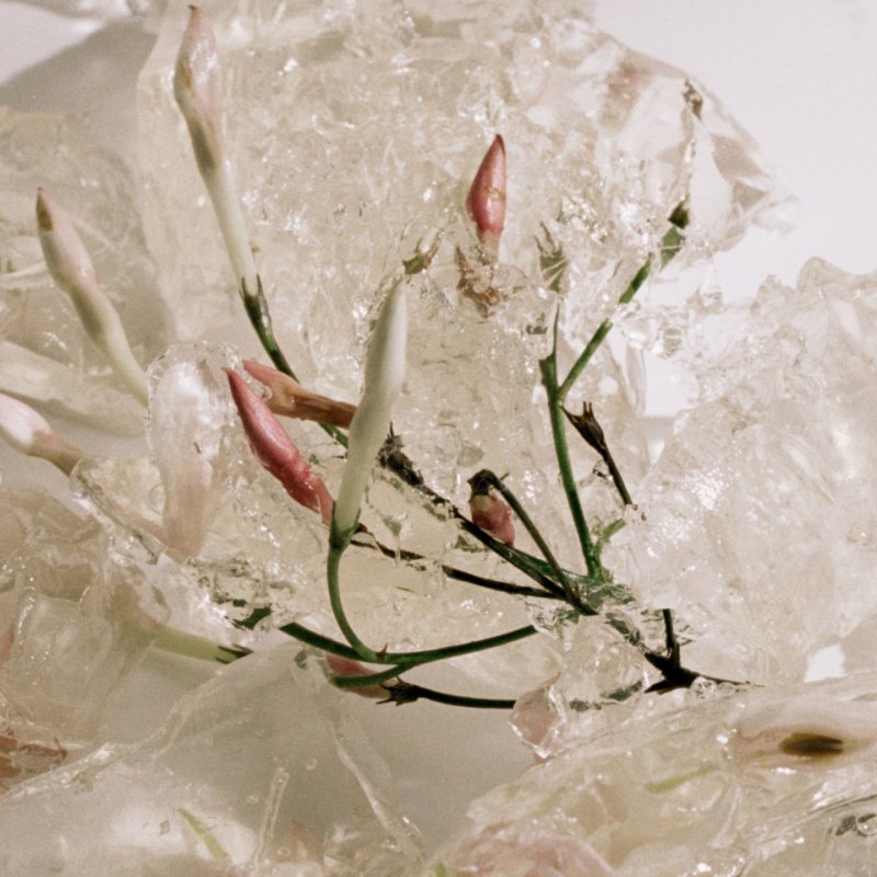 Burberry My Blush Eau de Parfum 50 ml