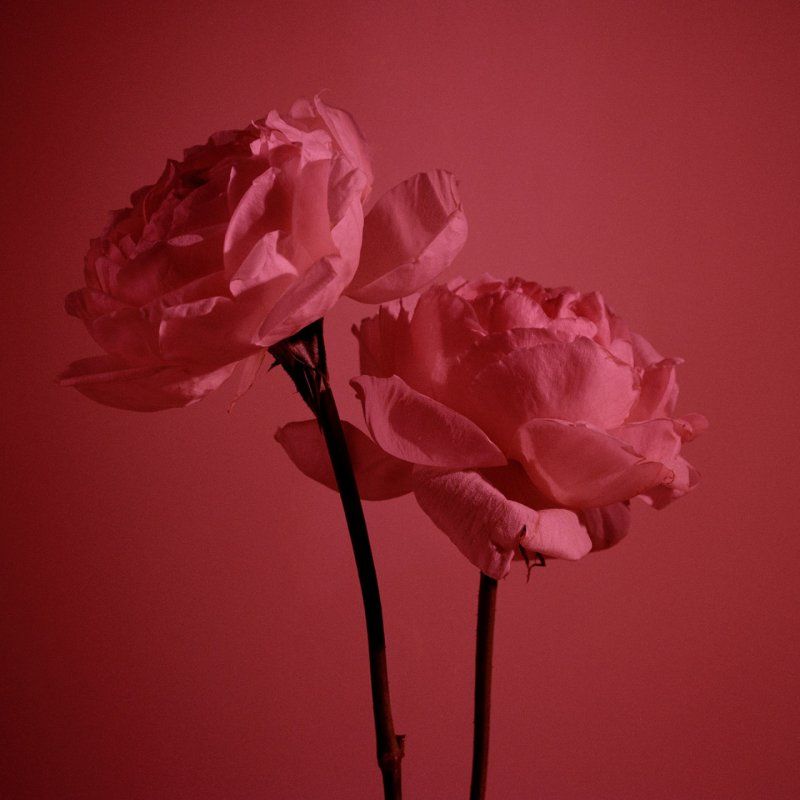 Burberry My Blush Eau de Parfum 90ml