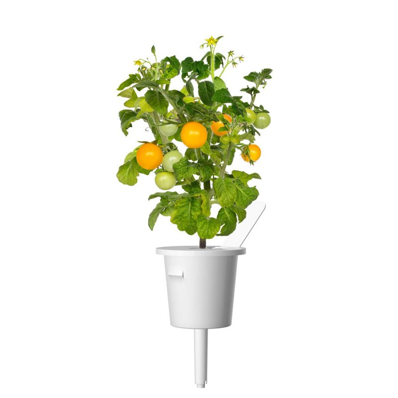 Click & Grow Yellow Mini Tomato Plant Pods