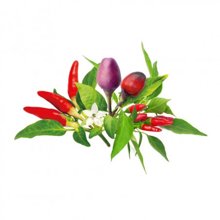 Click and Grow - Smart Garden Refill 9-pack Chili Pepper Mix