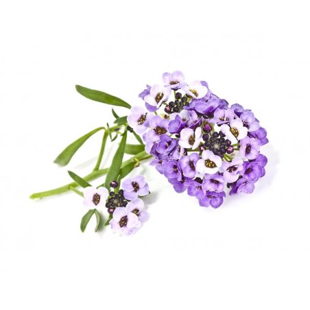 Click & Grow Sweet Alyssum Plant Pods