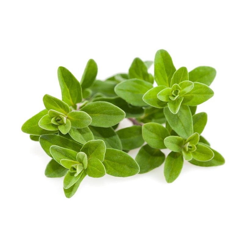 Click & Grow Marjoram Plant Pods