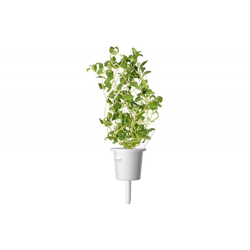 Click and Grow - Smart Garden Refill 3-pack Marjoram