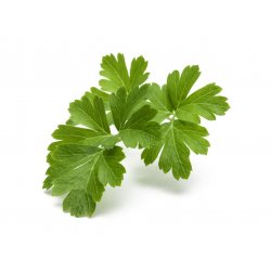 Click & Grow PLAIN PARSLEY PLANT PODS