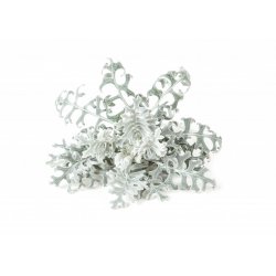 Click and Grow - Smart Garden Refill 3-pack Dusty Miller