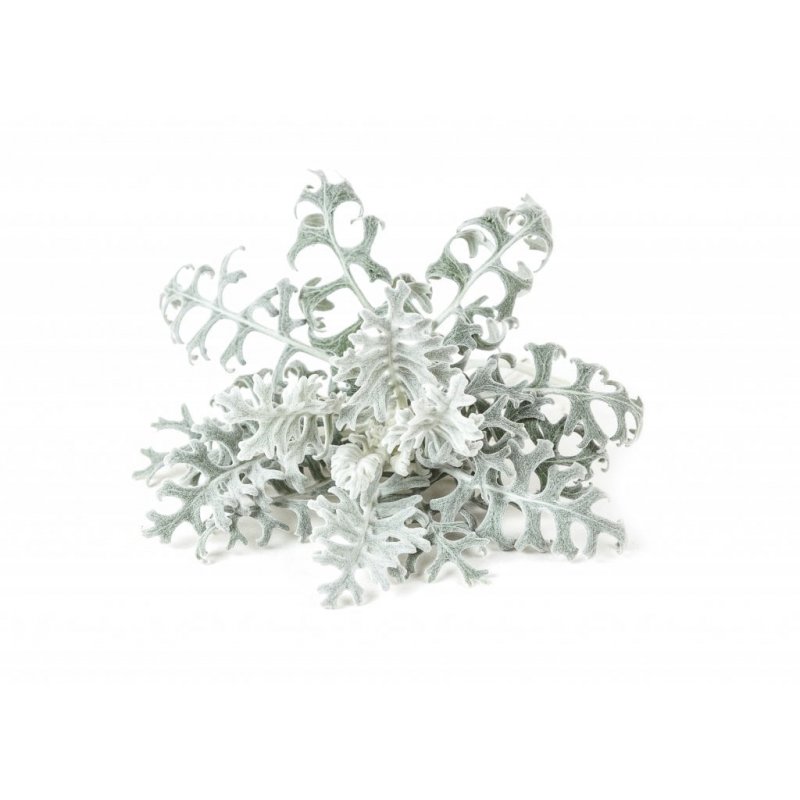 Click and Grow - Smart Garden Refill 3-pack Dusty Miller