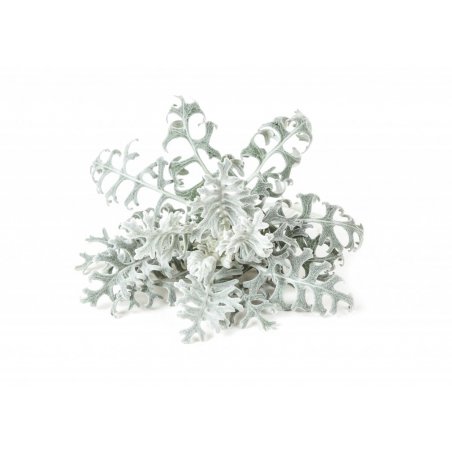 Click and Grow - Smart Garden Refill 3-pack Dusty Miller