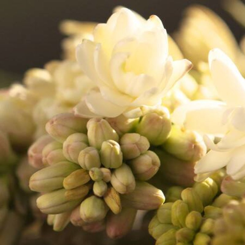 Gucci Bloom (Tester) 100 ml Femmes