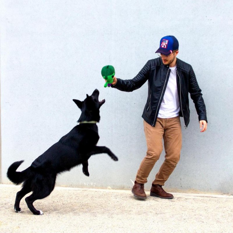 MARVEL - Hulk - Jouet Peluche pour Chien