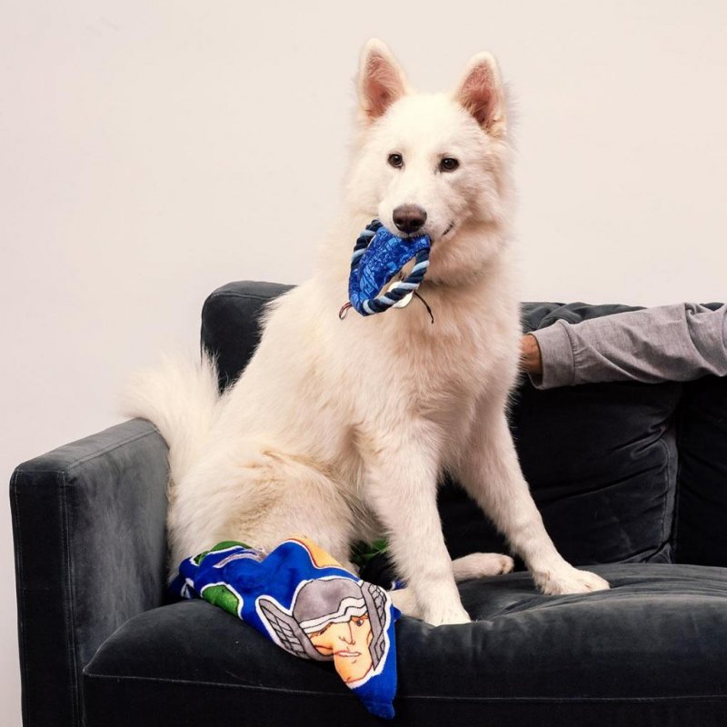 AVENGERS - Jouet de Dentition en Corde pour Chien