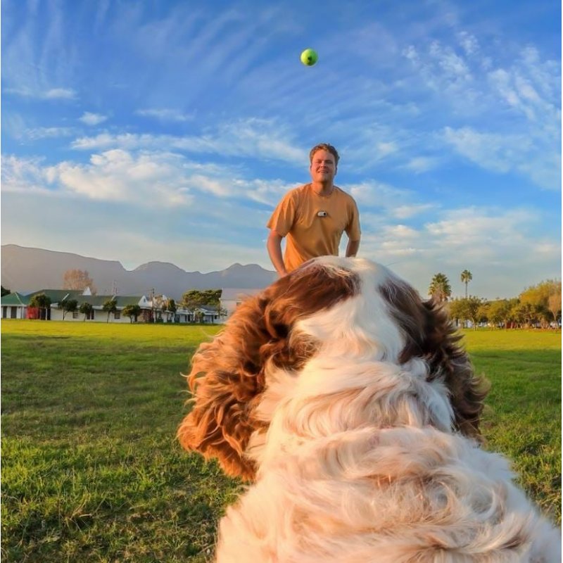 Insta360 - GO 3/GO 3S Pet Harness Mount Size S